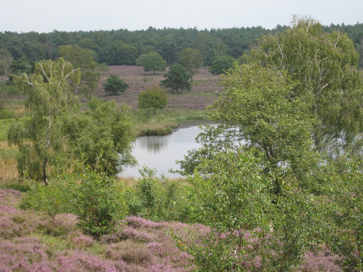 302-Vennen-in-het-Quin@Peter-Maas,-Staatsbosbeheer