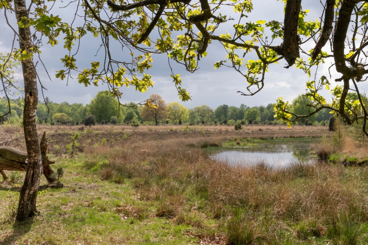 16626-Pitrus-bij-ven@Berco-Hoegen---Staatsbosbeheer