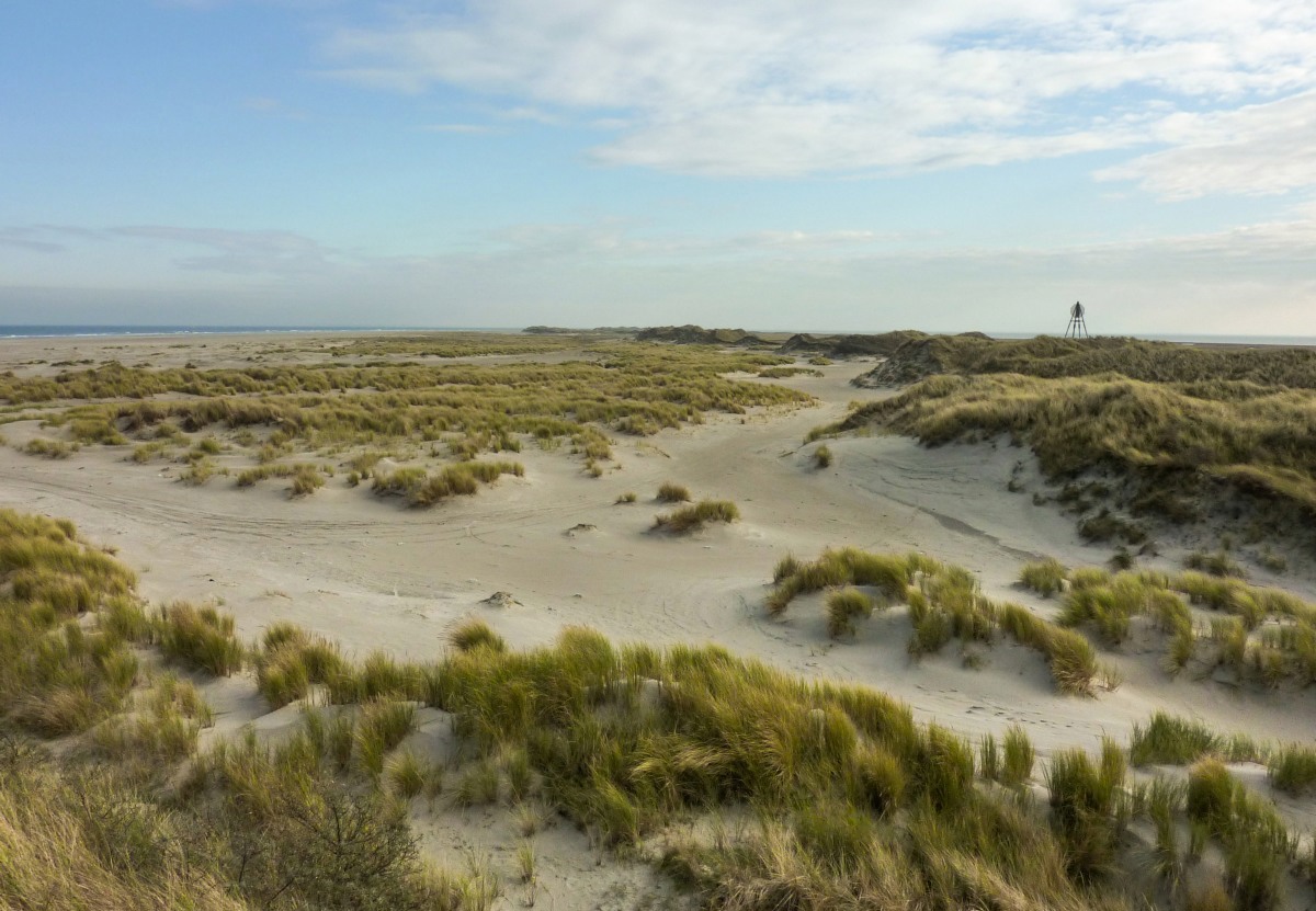 17936-Duinen-op-Ameland@Twan-Teunissen---Staatsbosbeheer