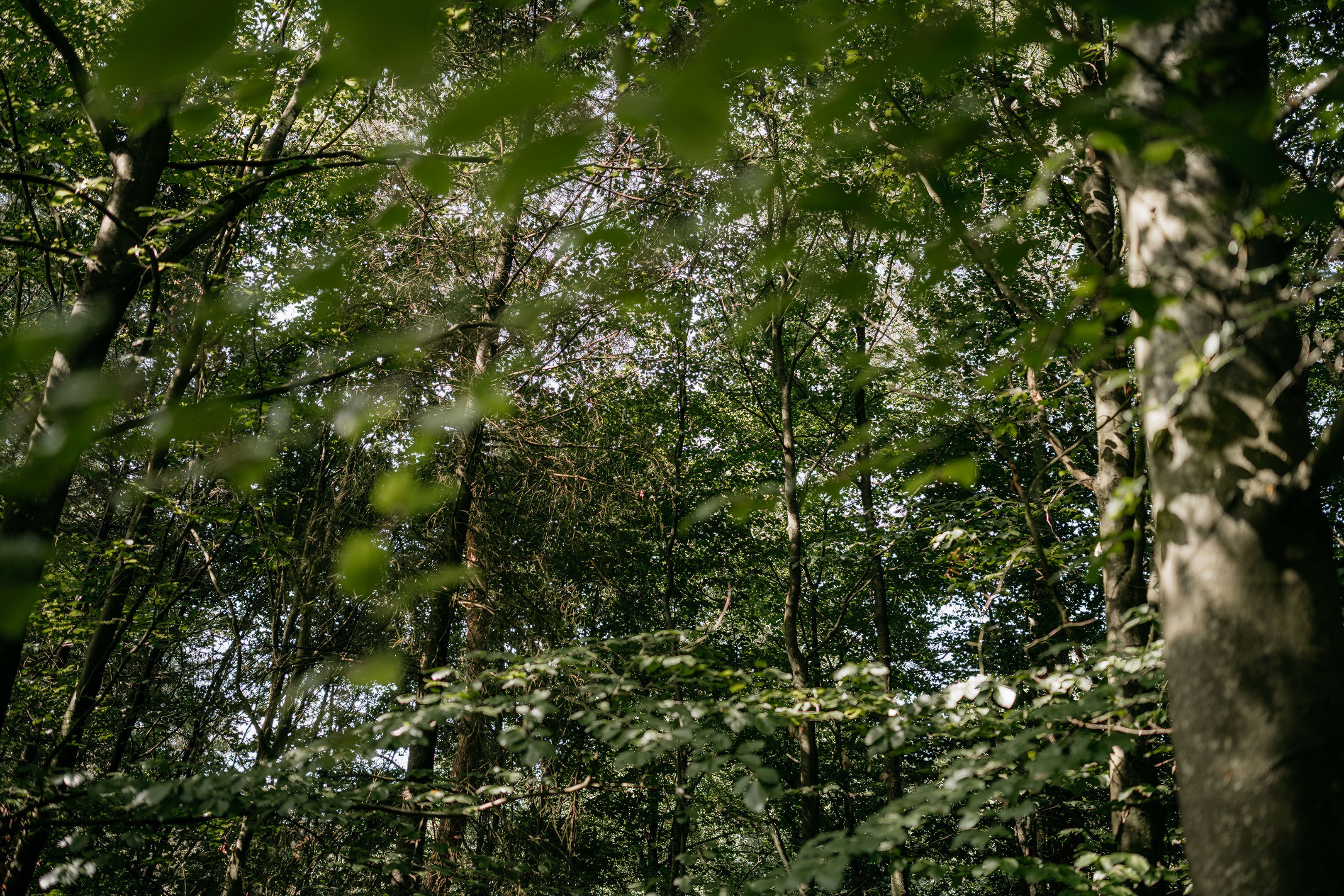 Cokse_Heide_SH1_5680