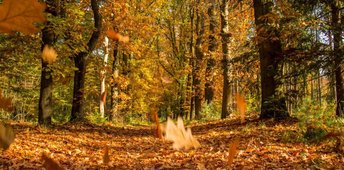 5505-Herfst