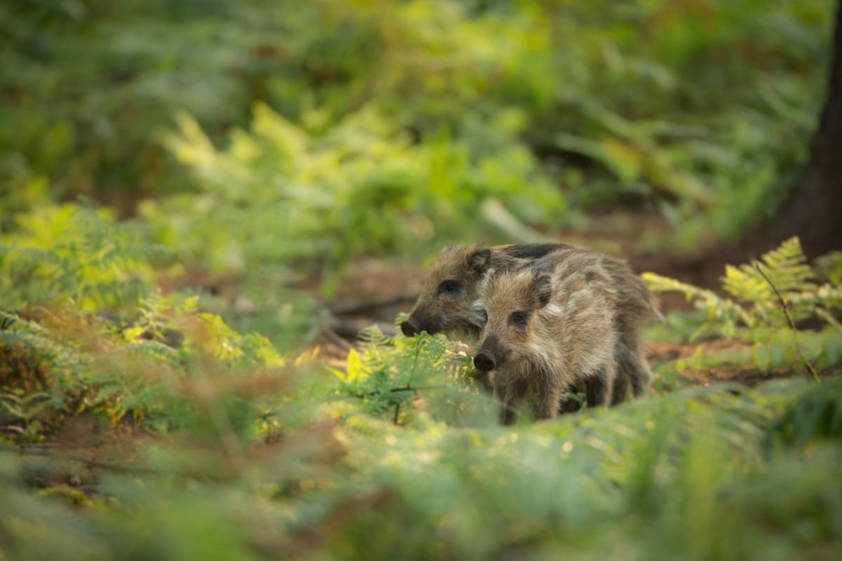 9413-biggen@Alex-en-Annette-Natuurfotografie